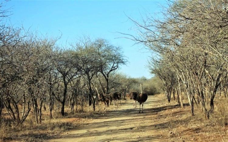 Doornkom Marloth Park Exterior photo
